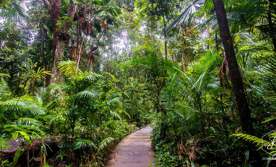 Cape Tribulation